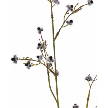 Stirlingia latifolia artificiel COLLAN, noir-blanc, 85cm