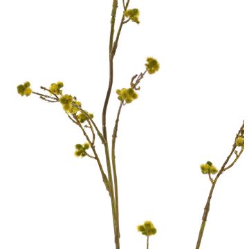 Stirlingia latifolia artificiel COLLAN, vert-jaune, 85cm