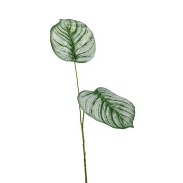 Branche de calathea Orbifolia artificielle TAMARIU, vert-blanc, 50cm