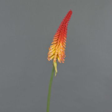 Kniphofia artificiel MUNDAKA, rouge-orange, 85cm