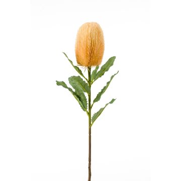 Fleur artificielle Banksia YUSTE, crème-orange, 65cm