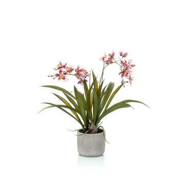 Fausse orchidée Oncidium COLUNGA en pot en céramique, rose-violet, 45cm