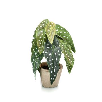 Bégonia maculata artificiel JOELLE, pot en terre cuite, vert-blanc, 30cm