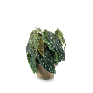 Bégonia maculata artificiel JOELLE, pot en terre cuite, touffu, vert-blanc, 30cm