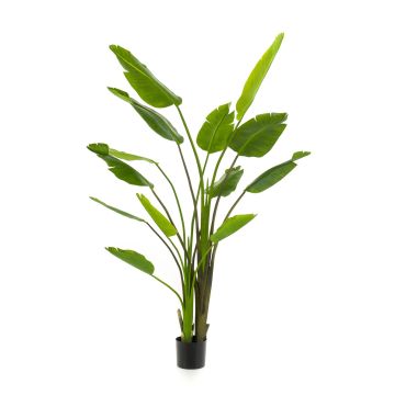 Strelitzia artificiel BEDAR, vert, 180cm