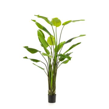 Strelitzia artificiel BEDAR, vert, 235cm