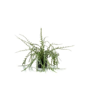 Rhipsalis en plastique BERJA, vert, 50cm