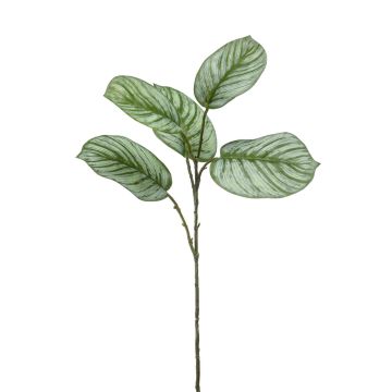 Branche artificielle Calathea Orbifolia ALNIYAT, vert-blanc, 75cm