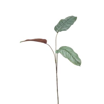 Branche artificielle de Calathea Orbifolia SEGINUS, vert-blanc, 110cm