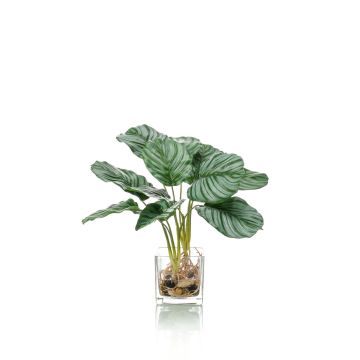 Calathea Orbifolia artificiel AGINA, pot en verre, vert-blanc, 40cm