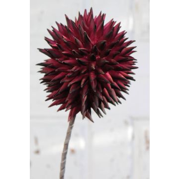 Allium ornemental MERAL, rouge bourgogne, 80cm, Ø14cm