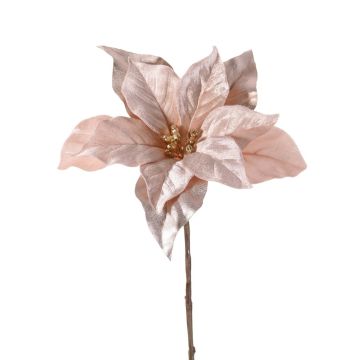 Poinsettia velouté SHEBA, beige-rose, 55cm, Ø23cm