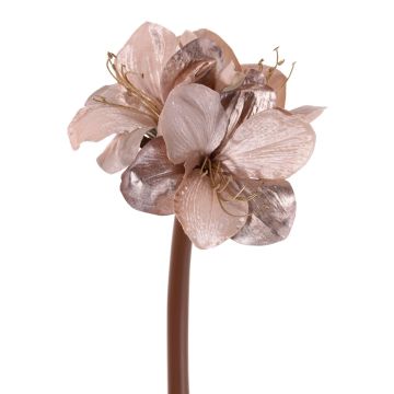 Amaryllis velouté KIRSTY, beige-rose, 70cm, Ø9cm
