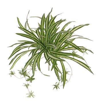 Chlorophytum artificiel DEMIAN sur piquet, vert-blanc, 50cm