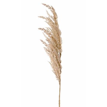 Branche artificielle panicule de l'herbe de la pampa ERATO, beige-crème, 100cm