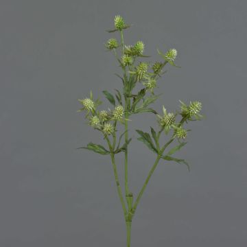 Chardon artificiel (Eryngium) KALYPSO, vert, 65cm