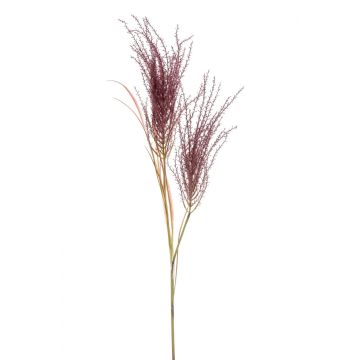 Branche décorative herbe de la pampa panicules AGATO, rouge bourgogne, 135cm