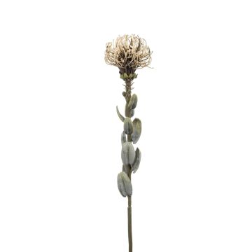 Fleur artificielle Protea AUSCHRA, beige, 60cm