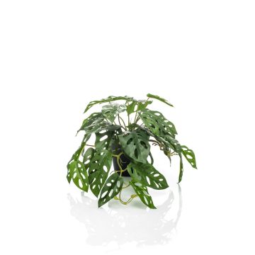 Philodendron décoratif Monstera Deliciosa TREVYN, 55cm
