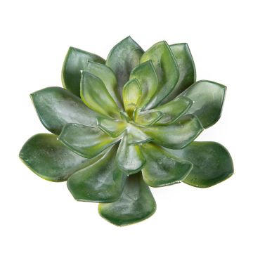 Echeveria pelusida en plastique CURSA sur piquet, vert, 15cm