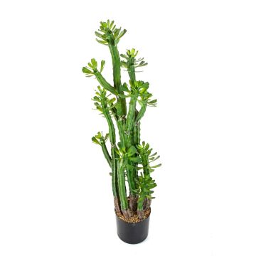 Euphorbia royleana artificiel GACRUX, vert, 120cm