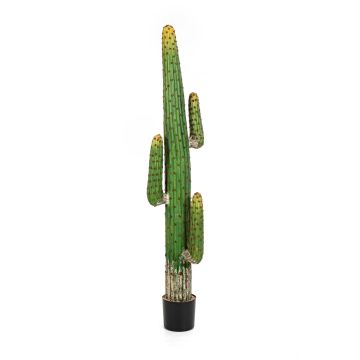 Cactus colonne artificiel GOMEISA, vert-rouge, 170cm
