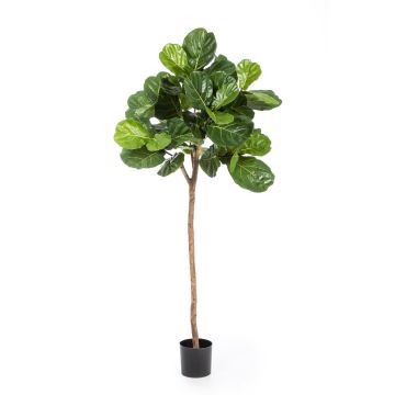 Ficus lyrata artificiel ADERITO, vrai tronc, vert, 200cm