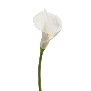 Fausse fleur Calla DAISCHI, blanc, 70cm