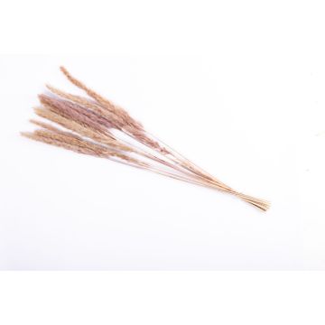 Herbe séchée Botte de panicules d'herbe de la pampa MARCELLA, couleur naturelle, 75cm