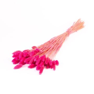 Alpiste des Canaries séché BRAGILA en botte, rose fuchsia, 50-75cm, Ø12cm