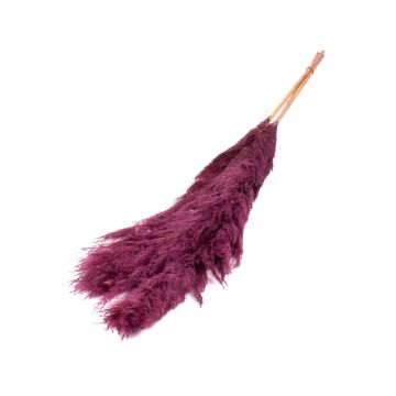 Bouquet sec d'herbe de la pampa ANIAMI, violet, 130-140cm, Ø20cm