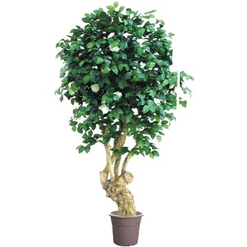 Camélia décoratif JELENKINA, tronc naturel, avec des fleurs, blanc, 200cm - Made in Italy