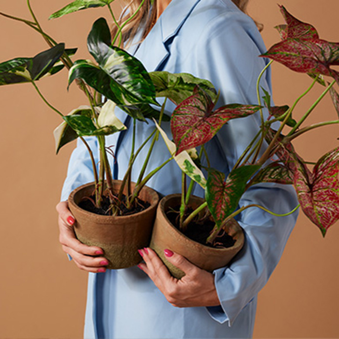 Plantes en pot