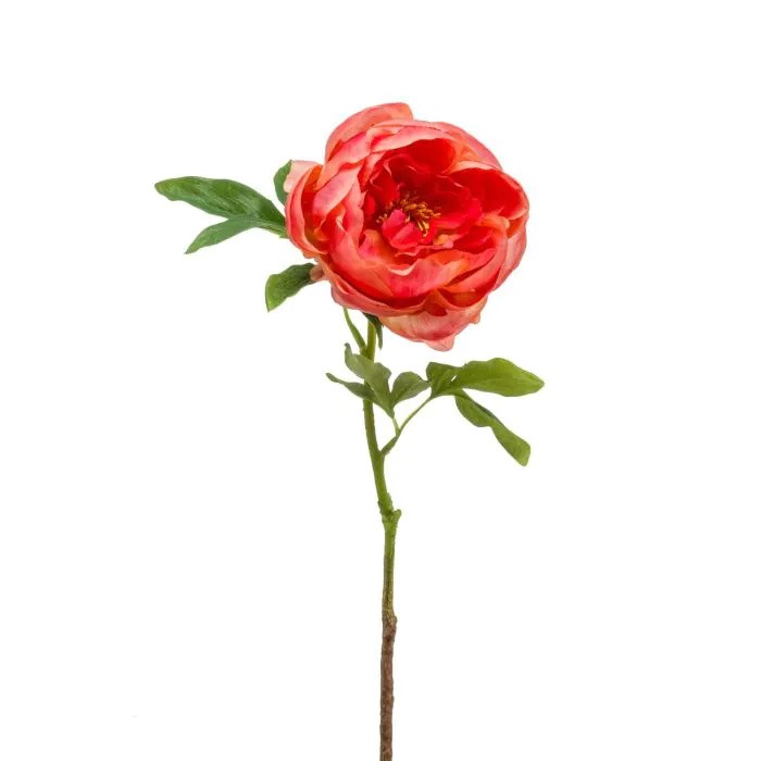Pivoines