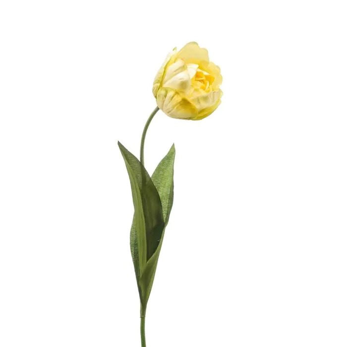 Tulipes