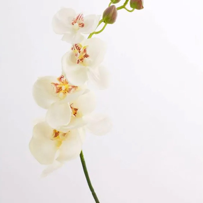 blanc
