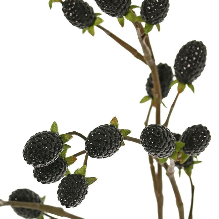 Branches avec fruits