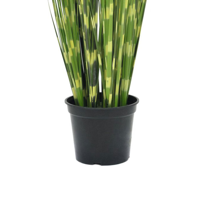 en pot d'int&eacute;rieur