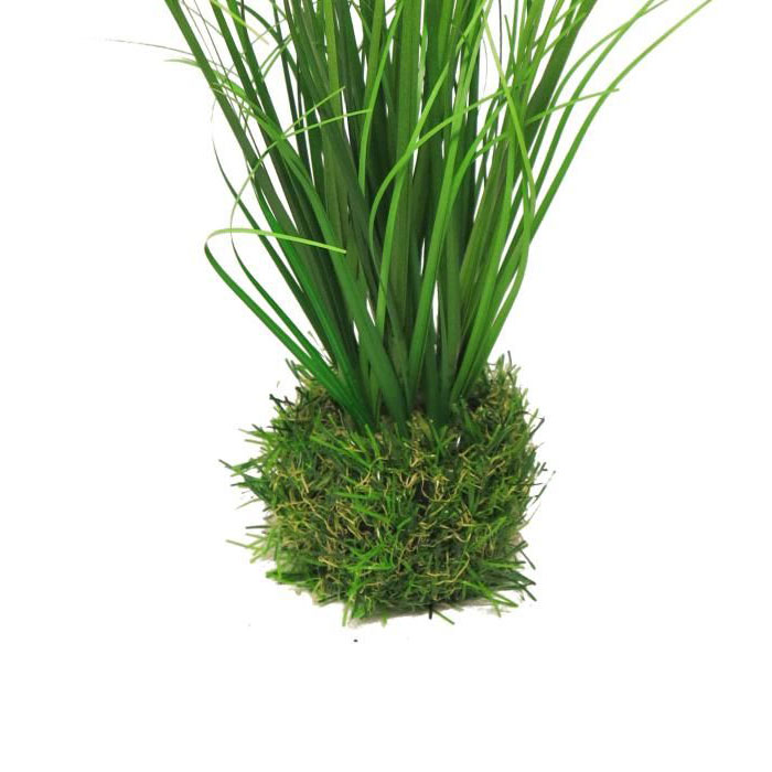 avec motte de terre / mousse