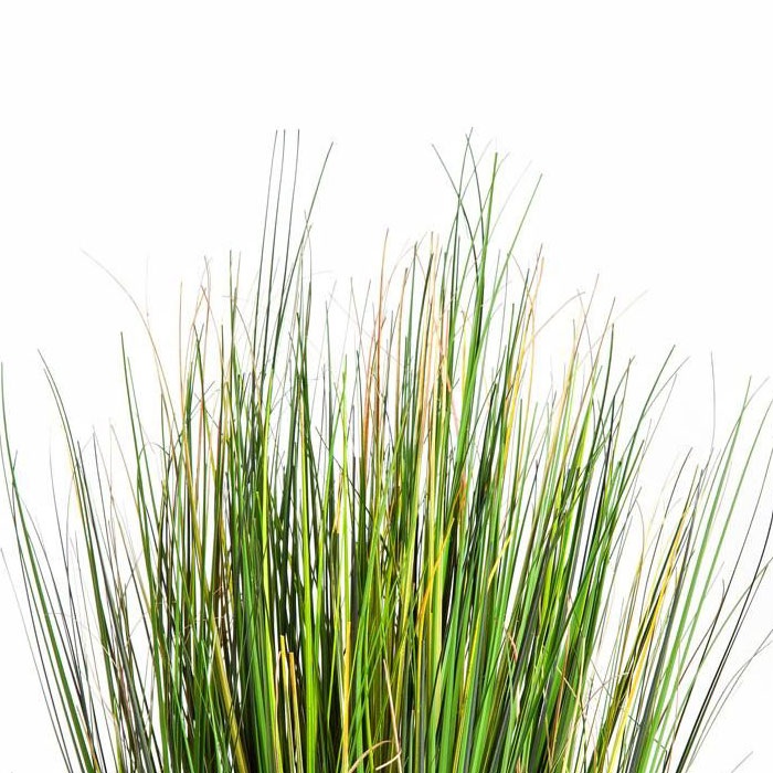 seulement des brins d'herbe