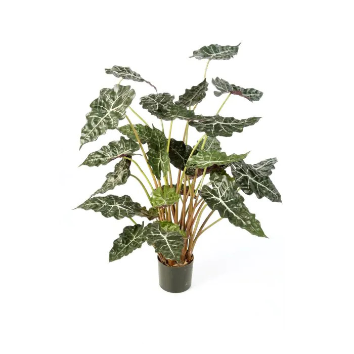 Alocasia