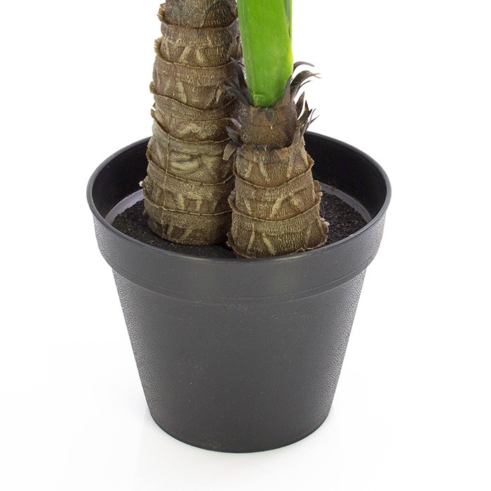 en pot d'intérieur