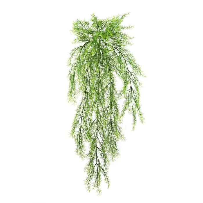 Plante d'asperge