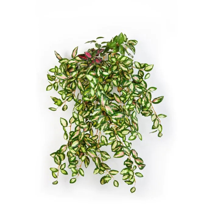 Tradescantia