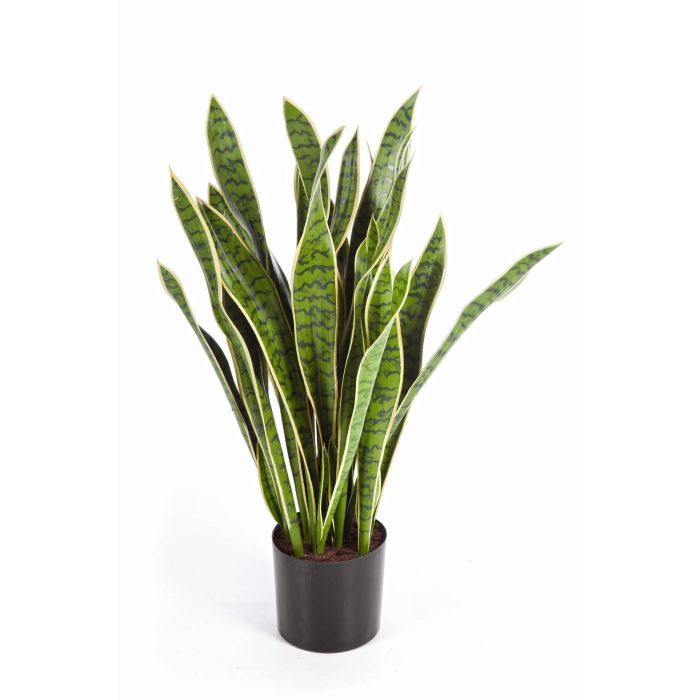 Sansevieria