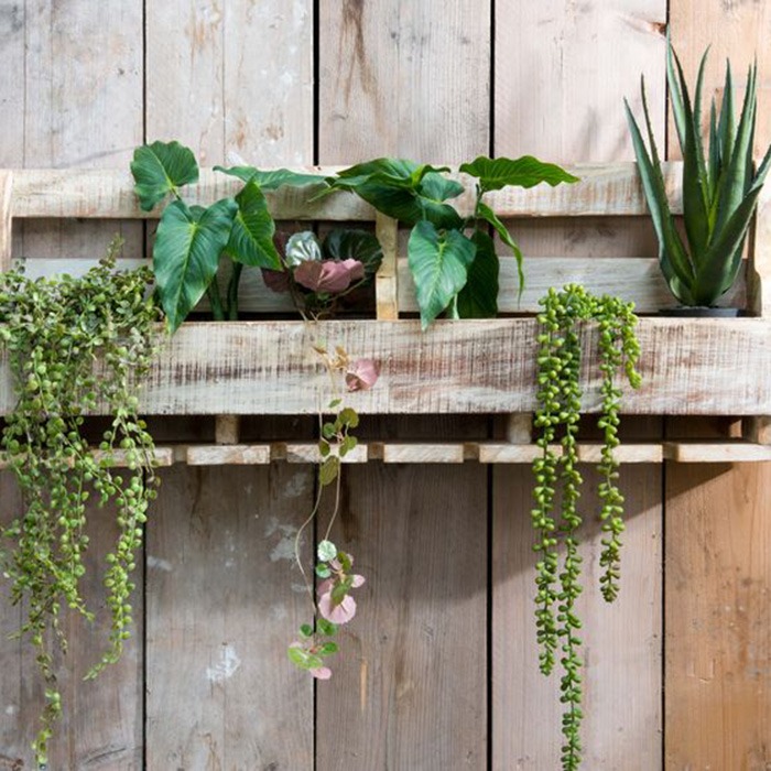 Décoration avec succulentes