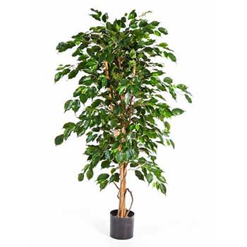 Ficus