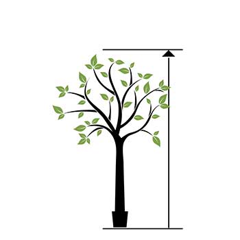 Grands arbres à partir de 200 cm