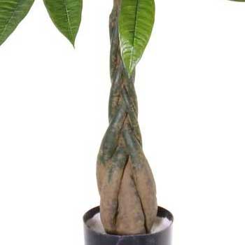 avec tronc artificiel