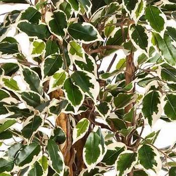 avec feuillage panaché